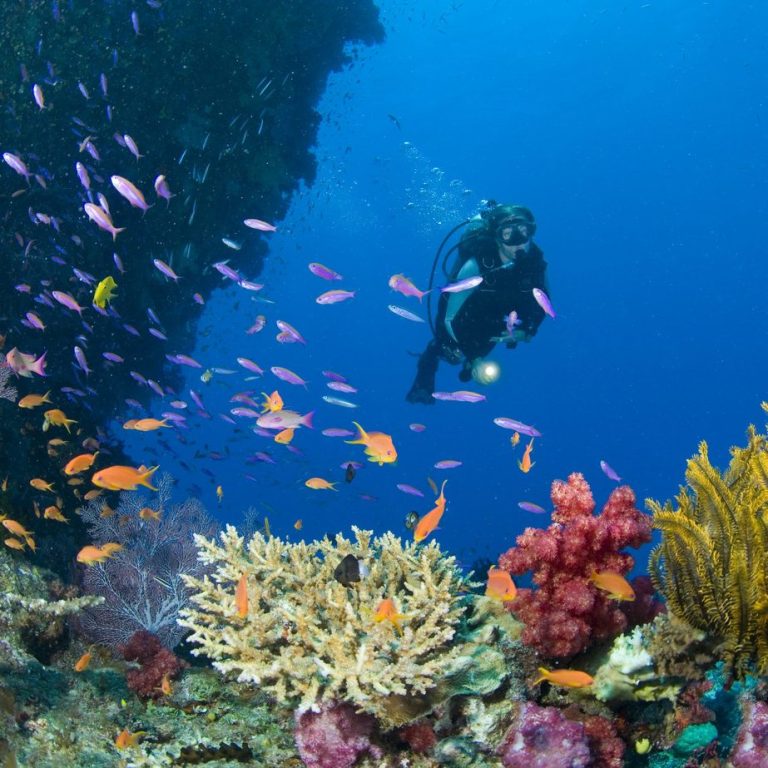 plongée sous marine